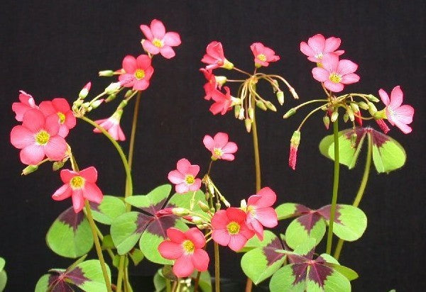 Oxalis deppei 'Iron Cross'