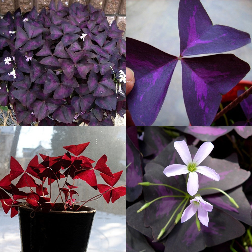 Oxalis triangularis