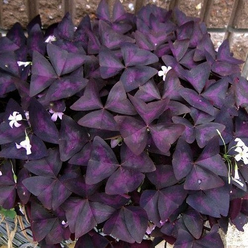 Oxalis triangularis