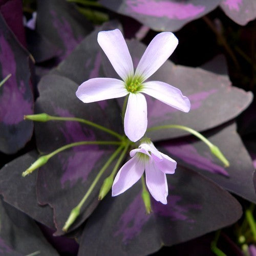 Oxalis triangularis