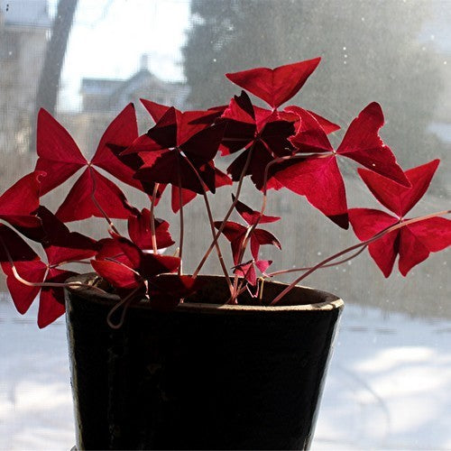 Oxalis triangularis