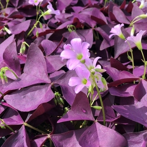 Oxalis triangularis 'Mijke'
