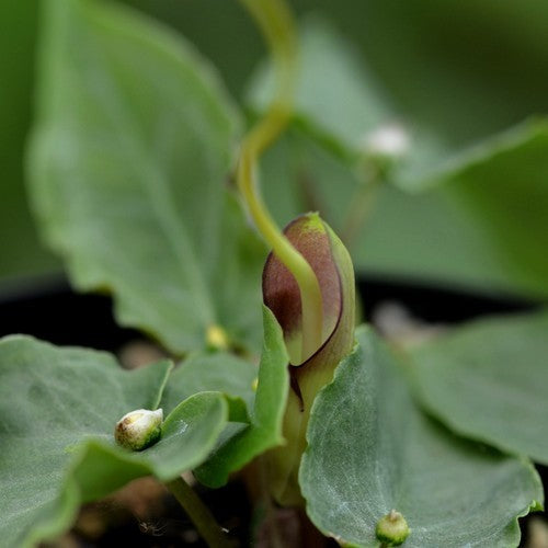 Pinellia cordata