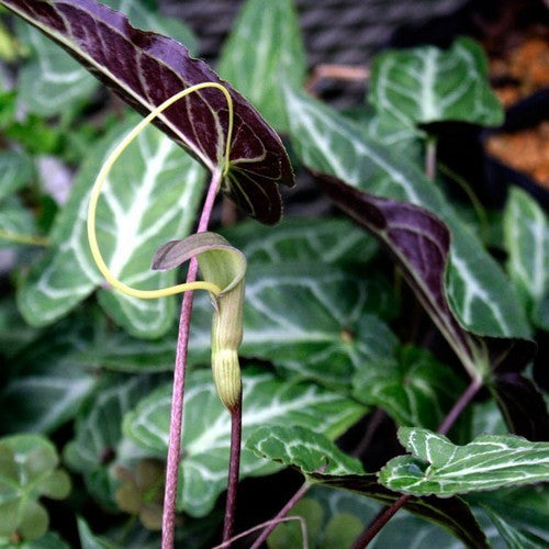 Pinellia cordata 'Yamazaki'