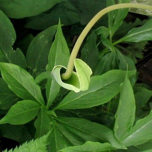 Pinellia pedatisecta