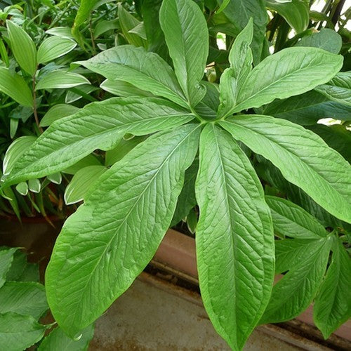 Pinellia pedatisecta
