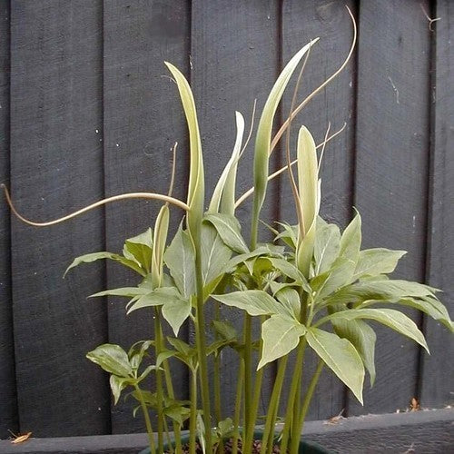Pinellia pedatisecta