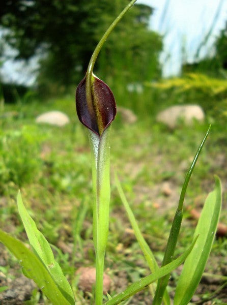 Pinellia ternata 'Atropurpurea'