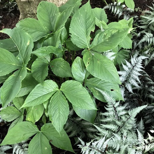 Pinellia ternata 'Atropurpurea'