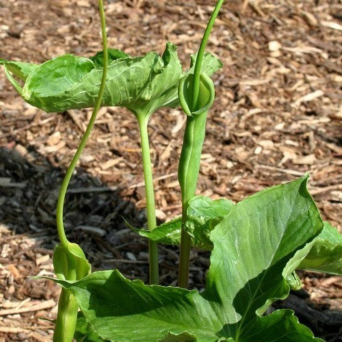 Pinellia tripartita