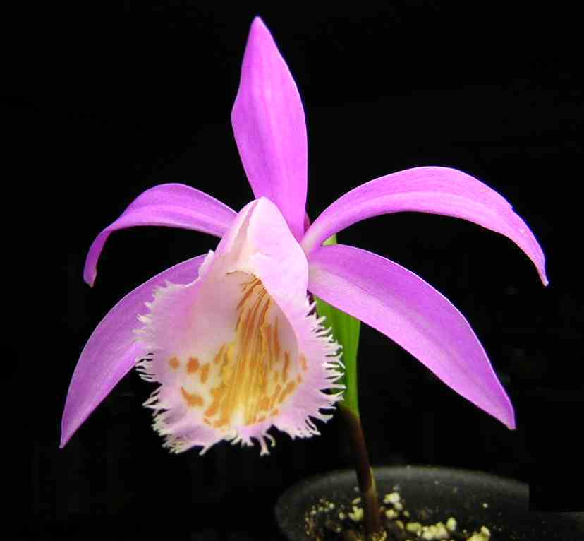 Pleione formosana