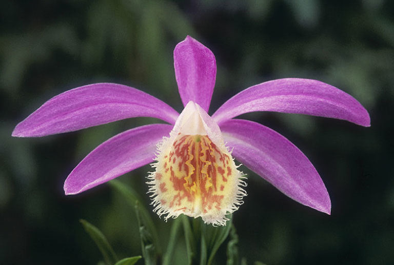 Pleione formosana