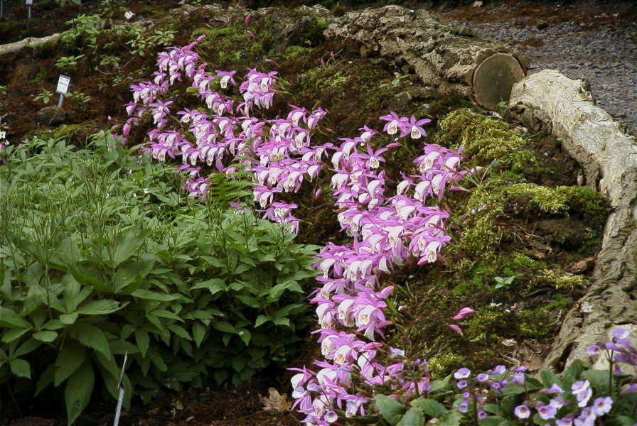 Pleione formosana