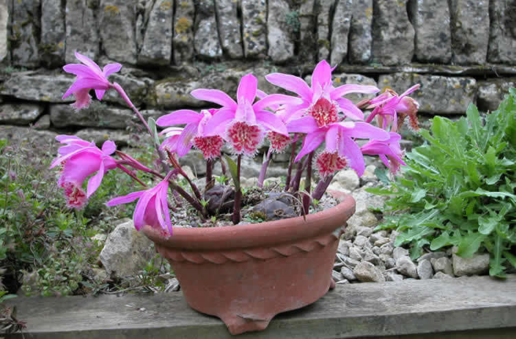 Pleione formosana