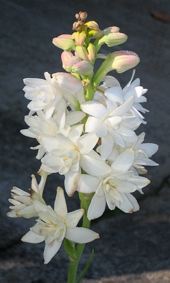 Polianthes tuberosa 'The Pearl'