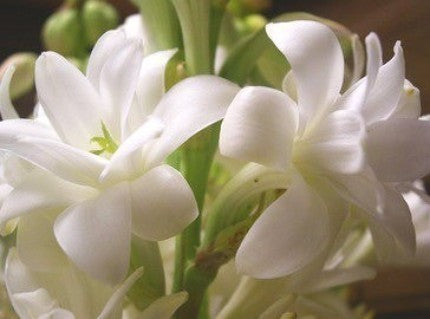 Polianthes tuberosa 'The Pearl'