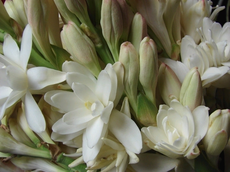 Polianthes tuberosa 'The Pearl'