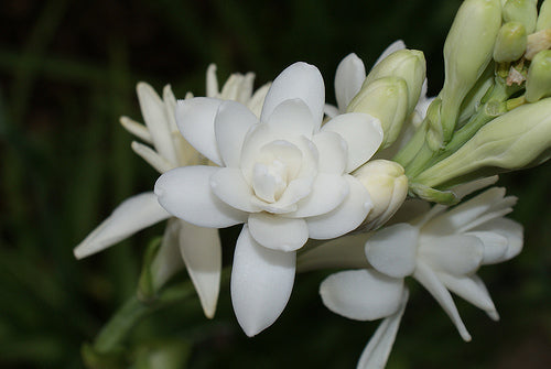 Polianthes tuberosa 'The Pearl'