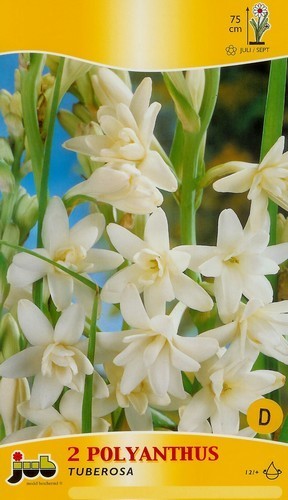 Polianthes tuberosa 'The Pearl'