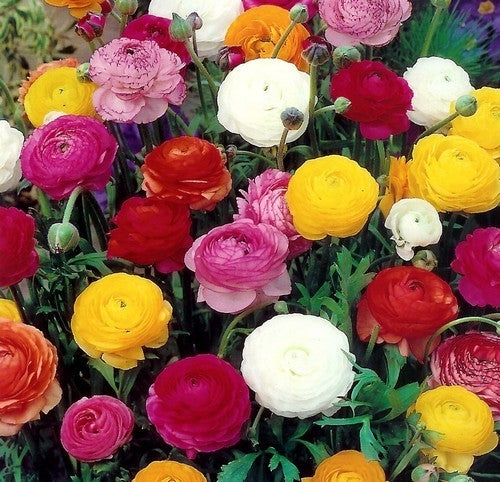 Ranunculus asiaticus 'Mix'