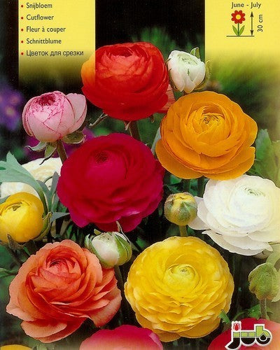 Ranunculus asiaticus 'Mix'