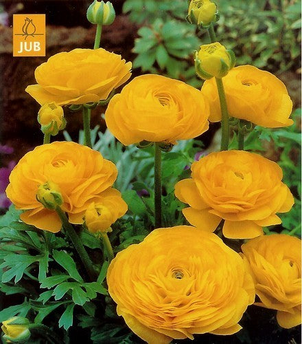 Ranunculus asiaticus 'Yellow'