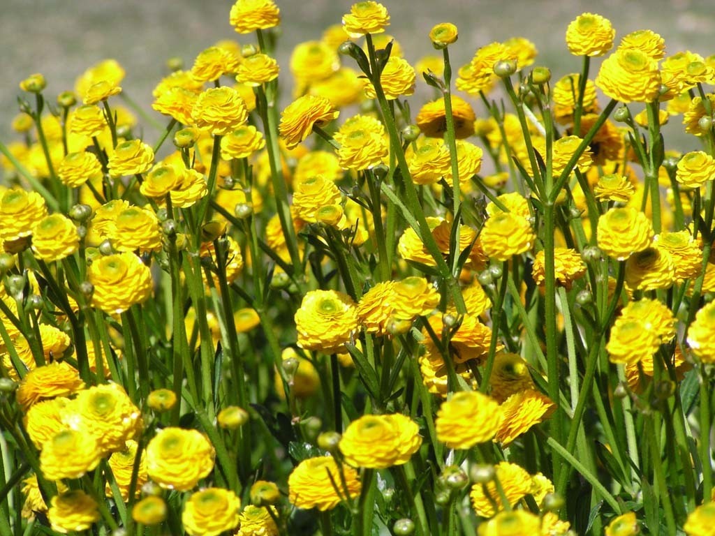 Ranunculus asiaticus 'Yellow'