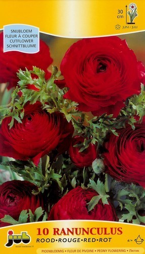 Ranunculus asiaticus 'Red'