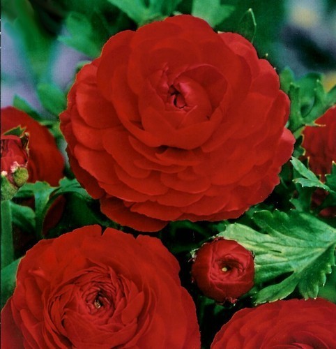 Ranunculus asiaticus 'Red'