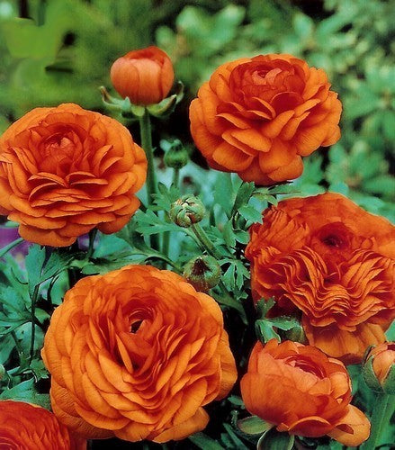 Ranunculus asiaticus 'Orange'