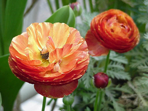 Ranunculus asiaticus 'Orange'