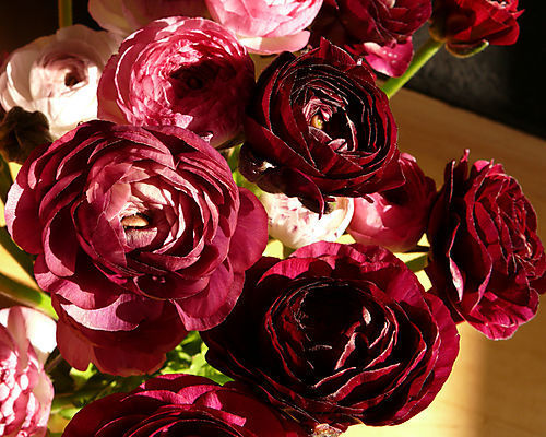 Ranunculus asiaticus 'Purple'