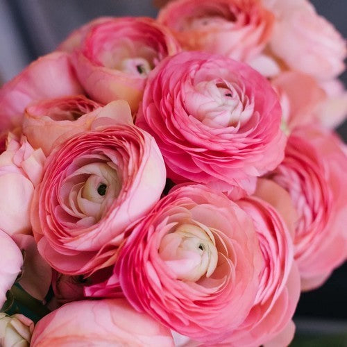 Ranunculus asiaticus 'Pink'