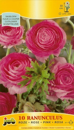 Ranunculus asiaticus 'Pink'