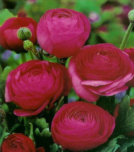 Ranunculus asiaticus 'Pink'