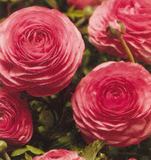 Ranunculus asiaticus 'Pink'