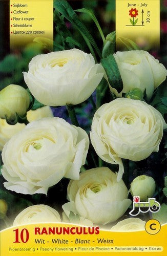 Ranunculus asiaticus 'White'