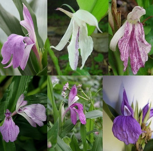 Roscoea