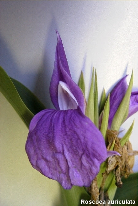 Roscoea