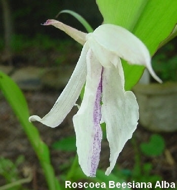 Roscoea