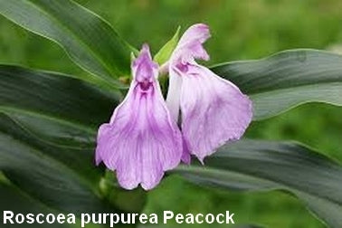 Roscoea