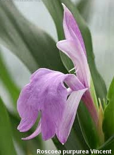 Roscoea