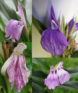 Roscoea