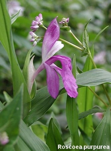 Roscoea