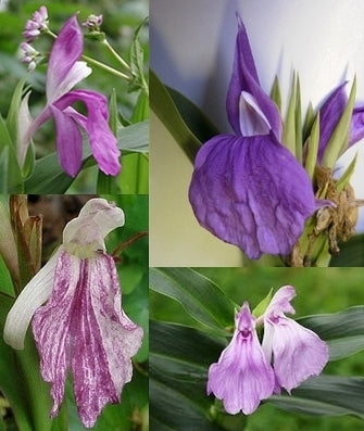 Roscoea