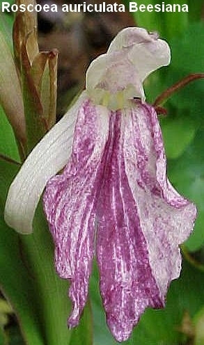 Roscoea