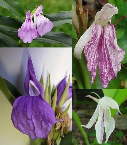 Roscoea