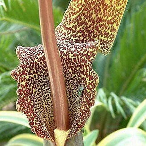 Sauromatum nubicum