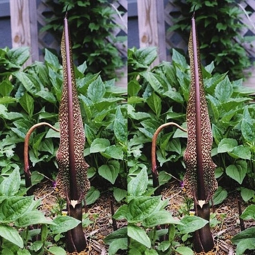 Venous SauRomatum