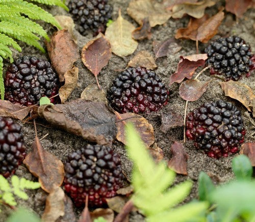 Venous SauRomatum